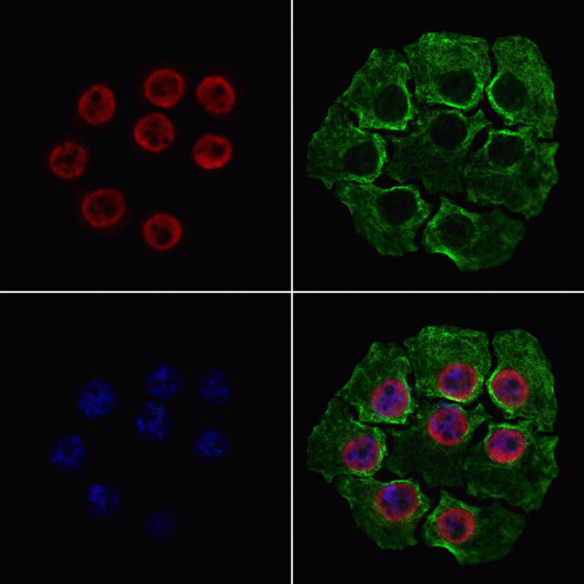 hnRNP UL1 Antibody in Immunocytochemistry (ICC/IF)