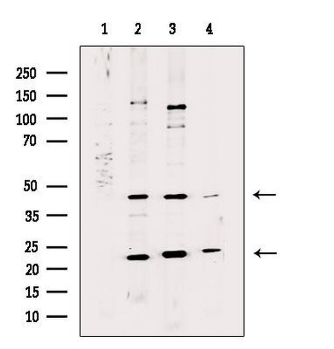 HLF Antibody in Western Blot (WB)