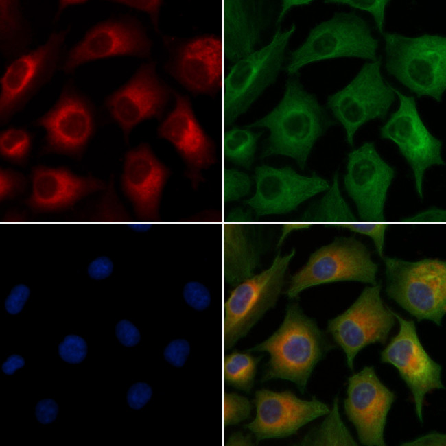 ICAM3 Antibody in Immunocytochemistry (ICC/IF)