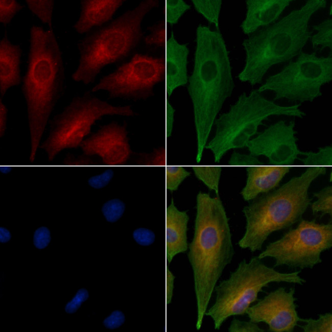 CLSTN1 Antibody in Immunocytochemistry (ICC/IF)