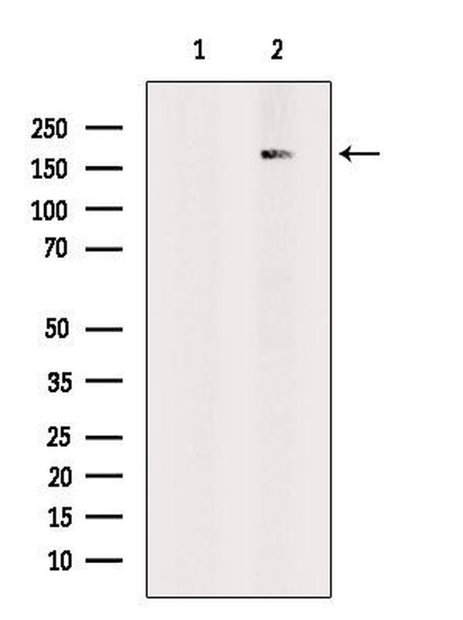 RSF1 Antibody in Western Blot (WB)
