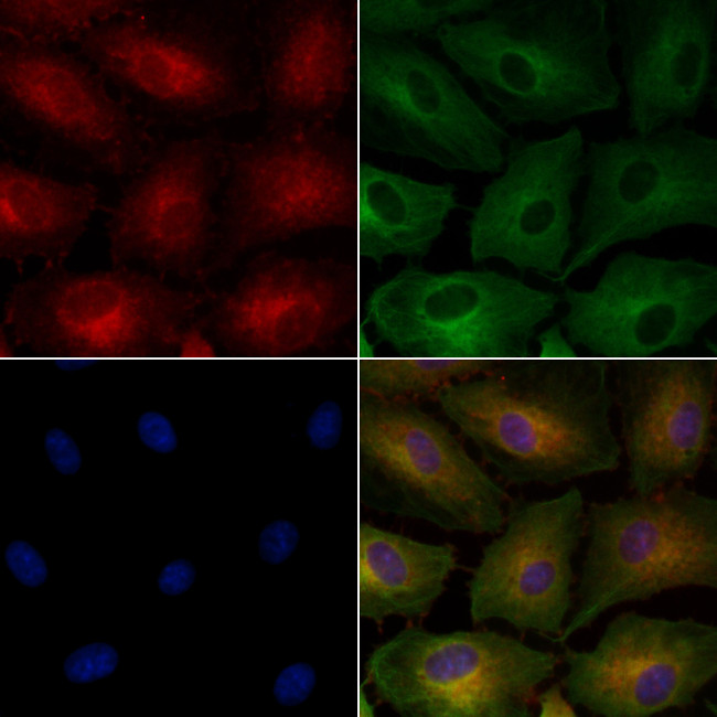 Renalase Antibody in Immunocytochemistry (ICC/IF)
