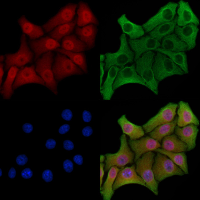 COPS8 Antibody in Immunocytochemistry (ICC/IF)