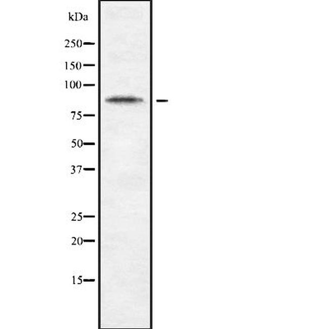 CDH10 Antibody in Western Blot (WB)