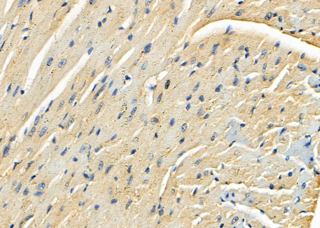 SEPP1 Antibody in Immunohistochemistry (Paraffin) (IHC (P))