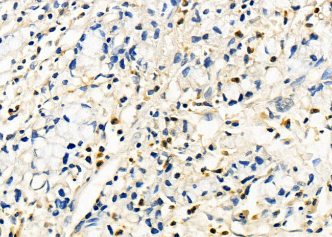 CSN7b Antibody in Immunohistochemistry (Paraffin) (IHC (P))