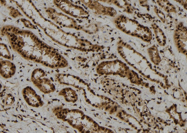 ARL4 Antibody in Immunohistochemistry (Paraffin) (IHC (P))