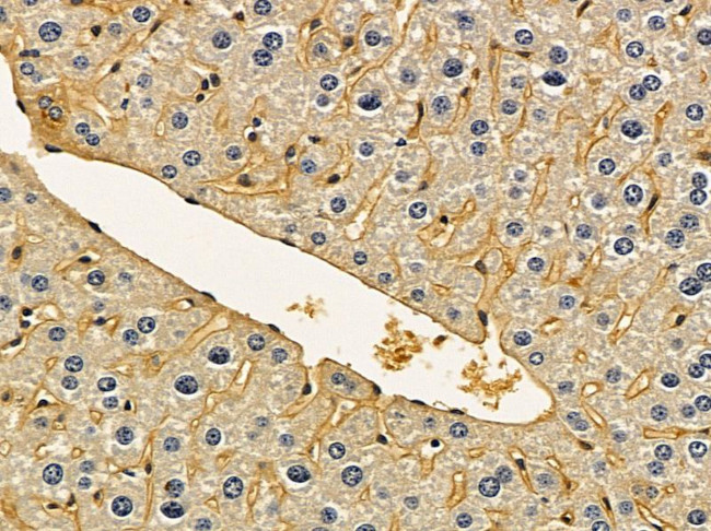 GnRHR Antibody in Immunohistochemistry (Paraffin) (IHC (P))