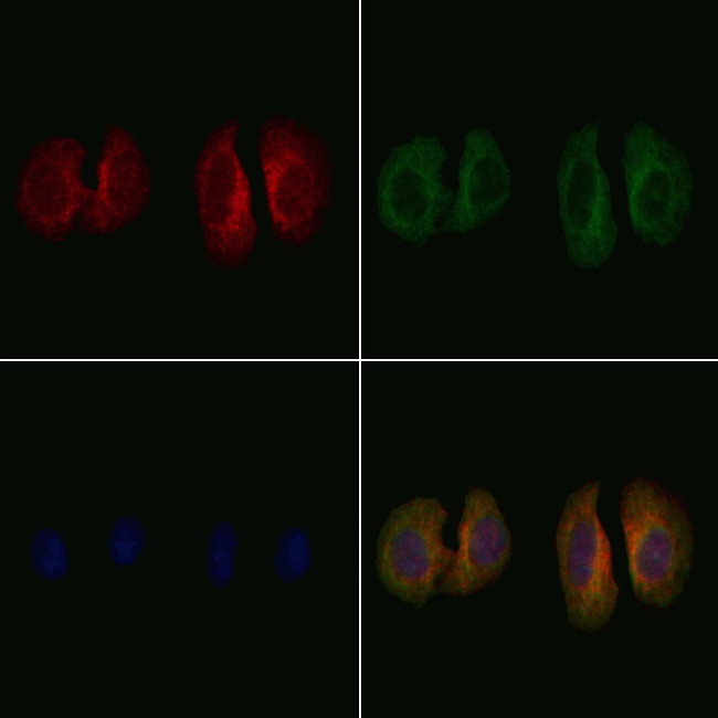 CCK Antibody in Immunocytochemistry (ICC/IF)