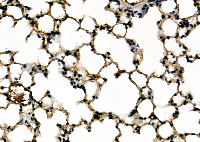 ENDOG Antibody in Immunohistochemistry (Paraffin) (IHC (P))