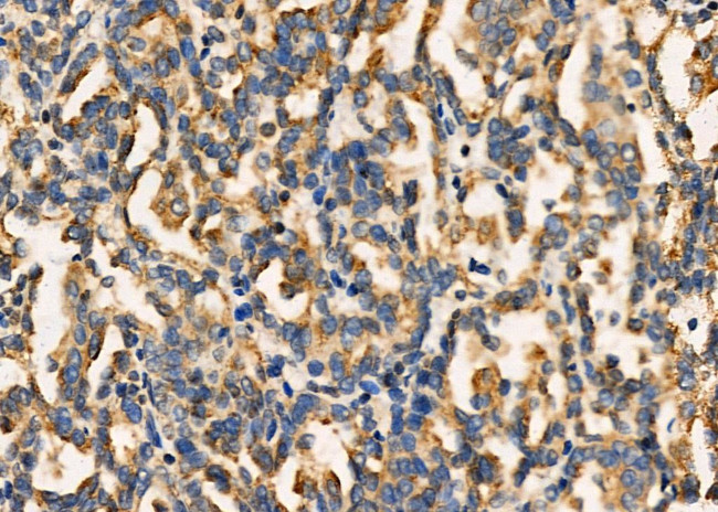 INHBC Antibody in Immunohistochemistry (Paraffin) (IHC (P))