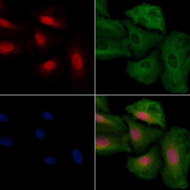 CLK4 Antibody in Immunocytochemistry (ICC/IF)