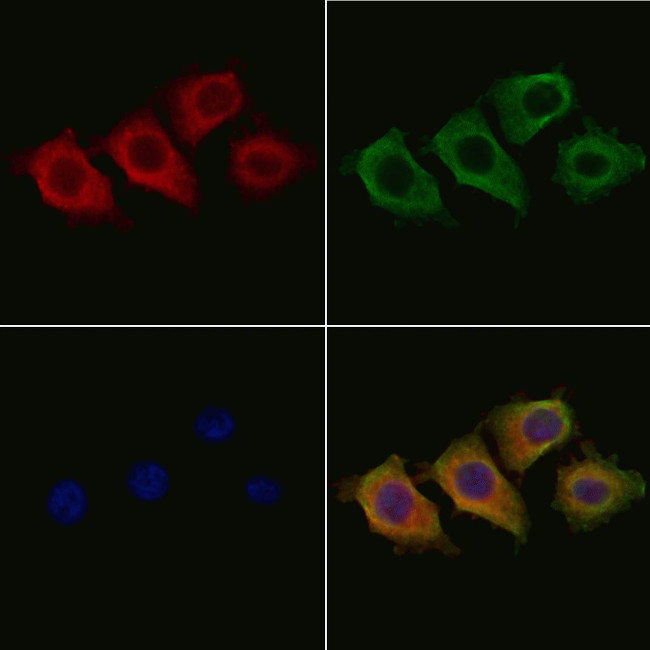 HK3 Antibody in Immunocytochemistry (ICC/IF)