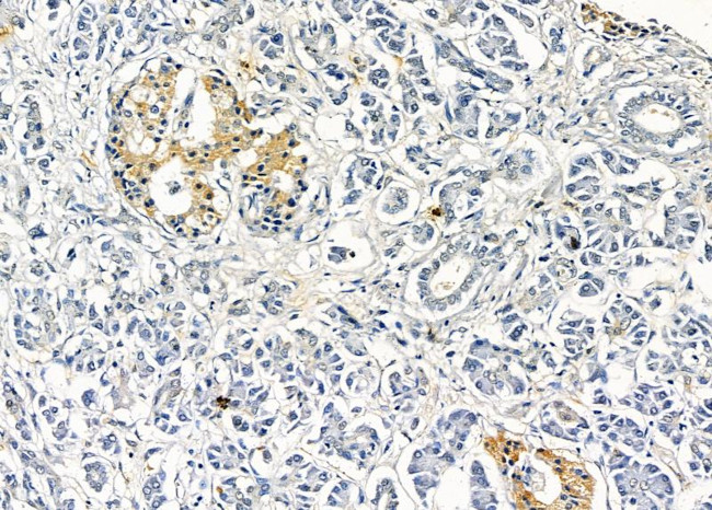 OR10K1/OR10K2 Antibody in Immunohistochemistry (Paraffin) (IHC (P))