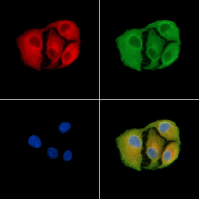 OR13C2/OR13C9 Antibody in Immunocytochemistry (ICC/IF)