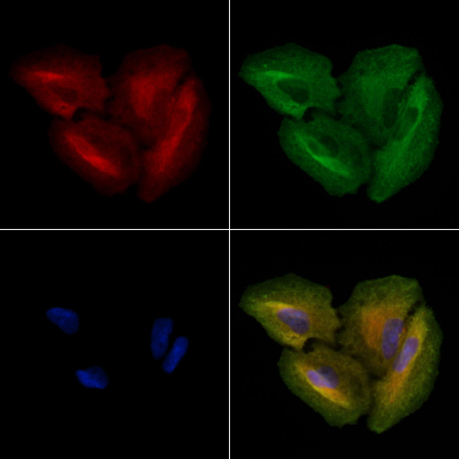 OR1D4/OR1D5 Antibody in Immunocytochemistry (ICC/IF)