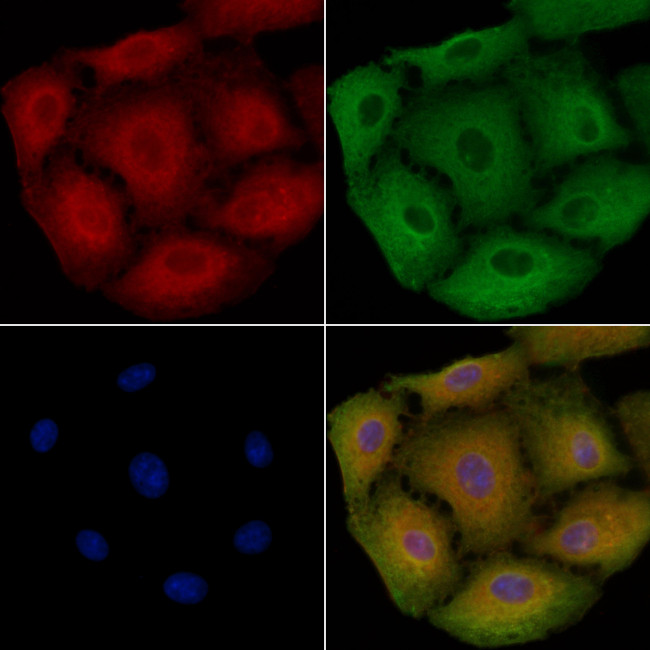 OR2A25 Antibody in Immunocytochemistry (ICC/IF)