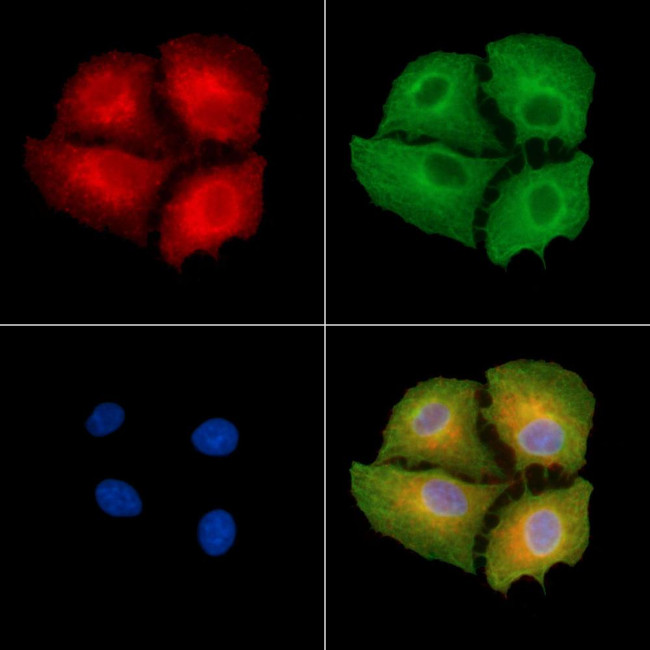 OR4K2 Antibody in Immunocytochemistry (ICC/IF)