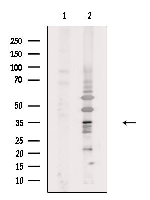 OR4Q3 Antibody in Western Blot (WB)