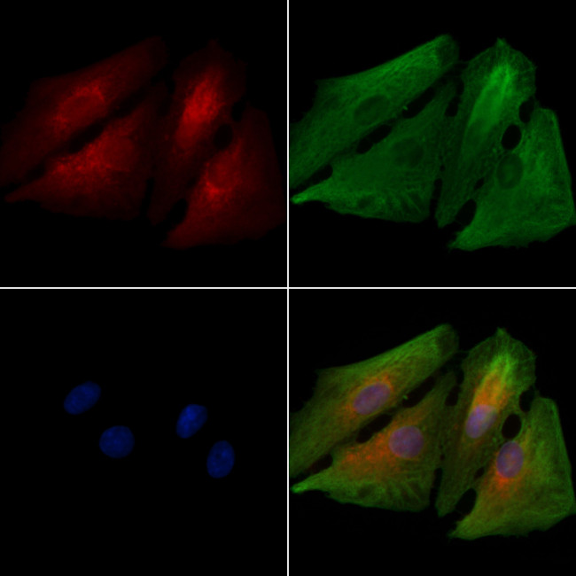 OR5H1 Antibody in Immunocytochemistry (ICC/IF)