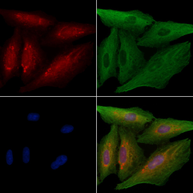 OR5M3 Antibody in Immunocytochemistry (ICC/IF)