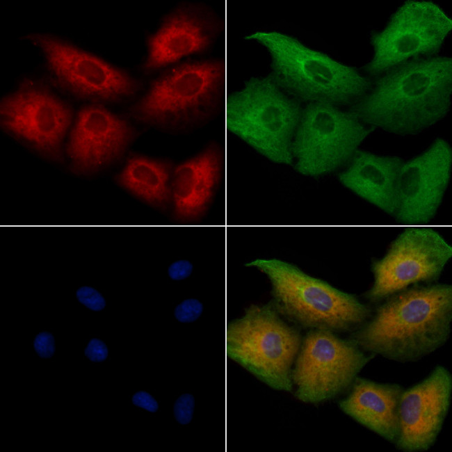 OR5V1 Antibody in Immunocytochemistry (ICC/IF)