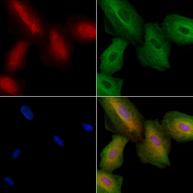 OR7C2 Antibody in Immunocytochemistry (ICC/IF)