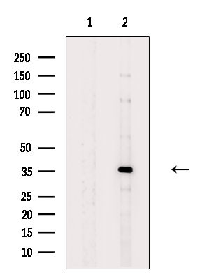 RASSF4 Antibody in Western Blot (WB)