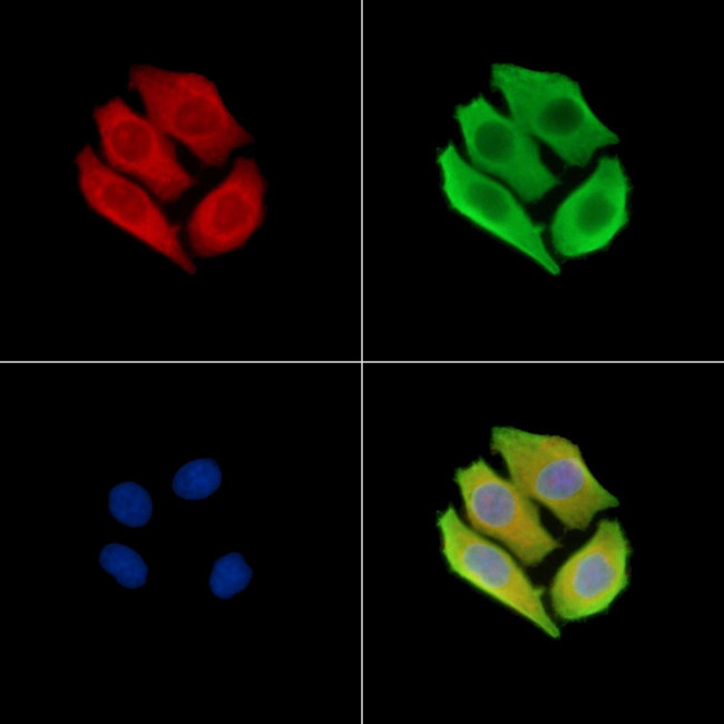 RHPN1 Antibody in Immunocytochemistry (ICC/IF)