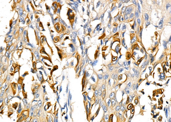 RNF19A Antibody in Immunohistochemistry (Paraffin) (IHC (P))