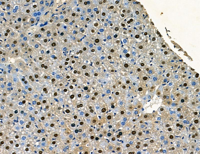 SP2 Antibody in Immunohistochemistry (Paraffin) (IHC (P))