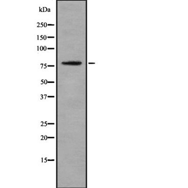 Phospho-JIP1 (Thr103) Antibody in Western Blot (WB)