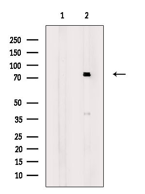 NKRF Antibody in Western Blot (WB)