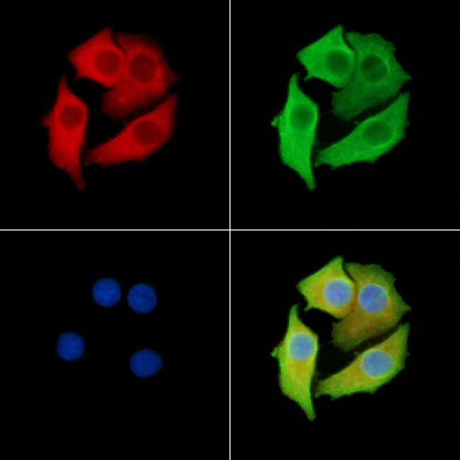 MAGEC1 Antibody in Immunocytochemistry (ICC/IF)