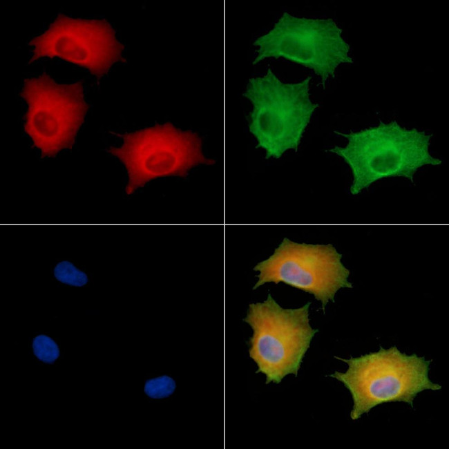 DUSP14 Antibody in Immunocytochemistry (ICC/IF)