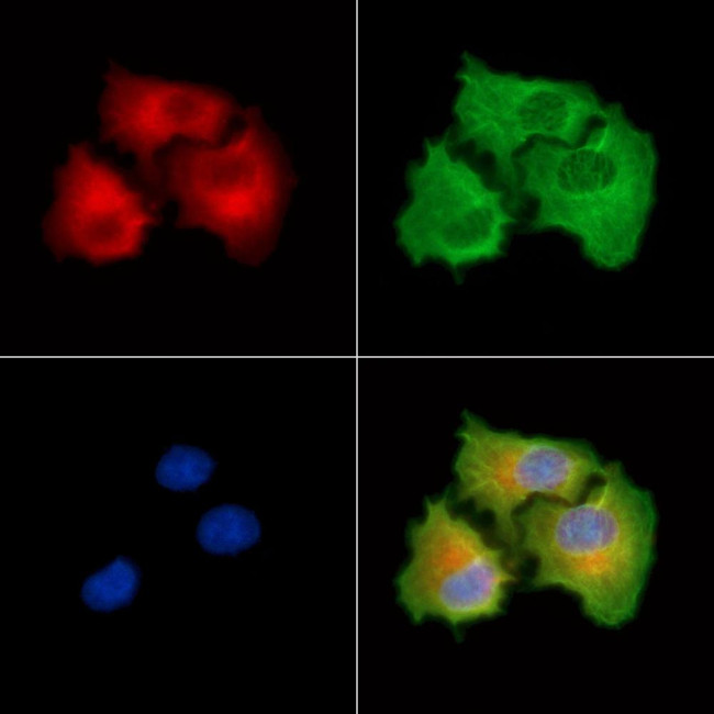 FAM111B Antibody in Immunocytochemistry (ICC/IF)