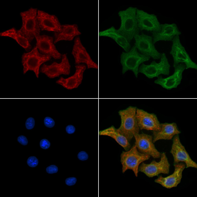 AKAP9 Antibody in Immunocytochemistry (ICC/IF)