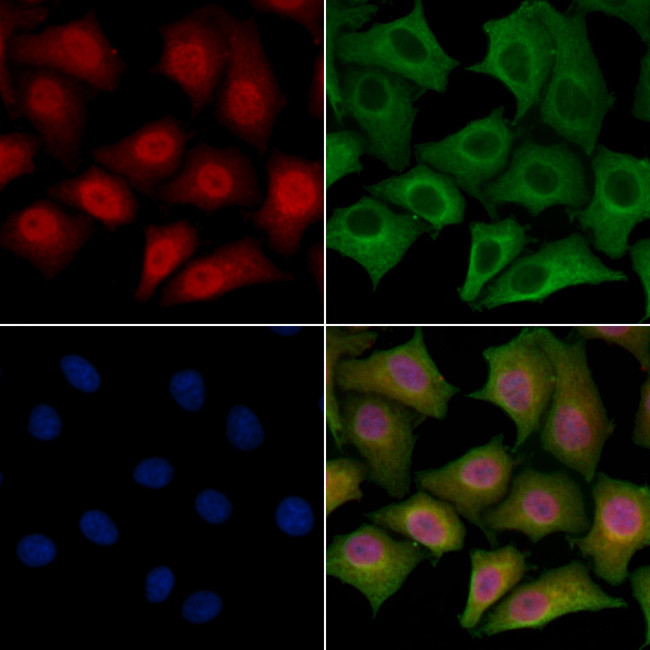 SPZ1 Antibody in Immunocytochemistry (ICC/IF)