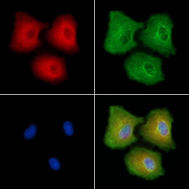 PCDH11X/PCDH11Y Antibody in Immunocytochemistry (ICC/IF)