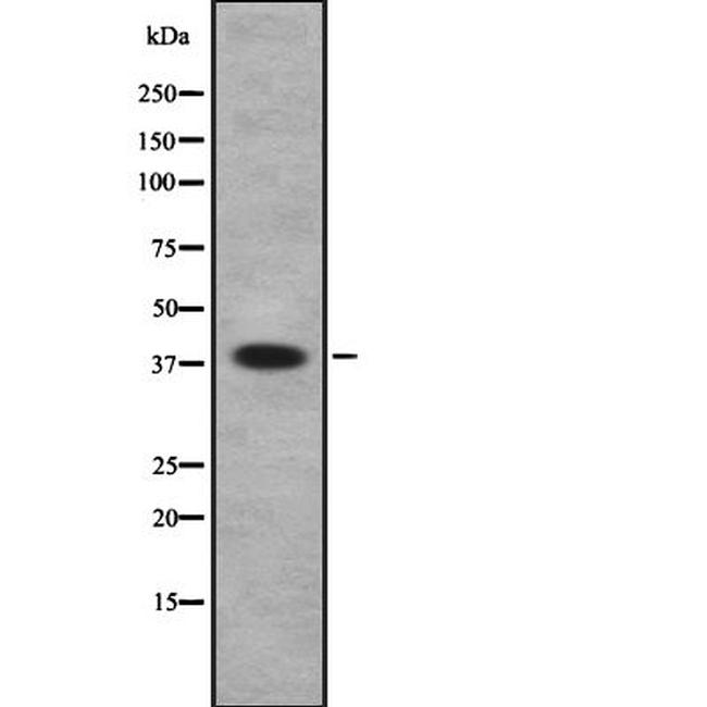 MBIP Antibody in Western Blot (WB)