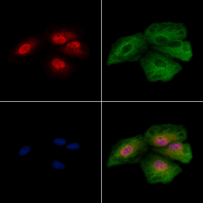 THRAP3 Antibody in Immunocytochemistry (ICC/IF)