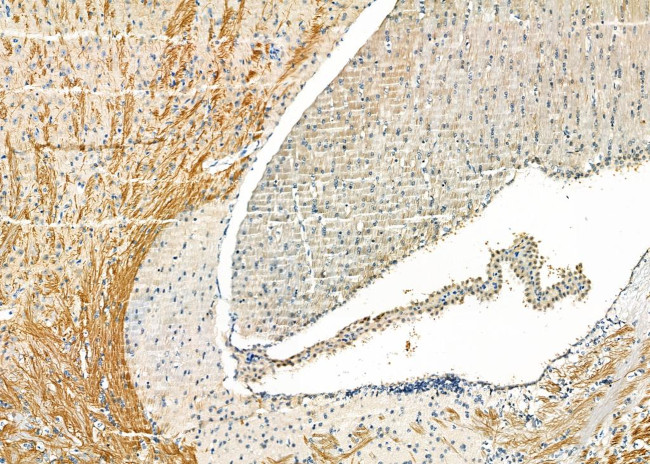 COL9A2 Antibody in Immunohistochemistry (Paraffin) (IHC (P))