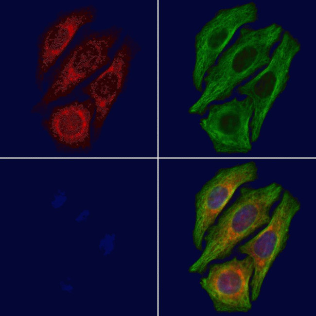 COX3 Antibody in Immunocytochemistry (ICC/IF)