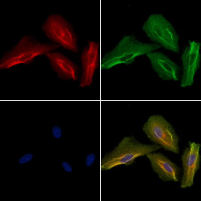 CYP27C1 Antibody in Immunocytochemistry (ICC/IF)