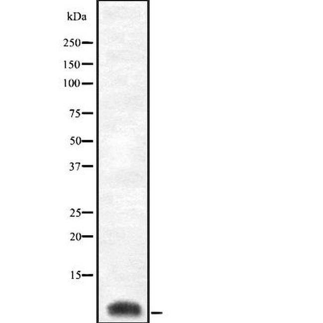 COX8C Antibody in Western Blot (WB)
