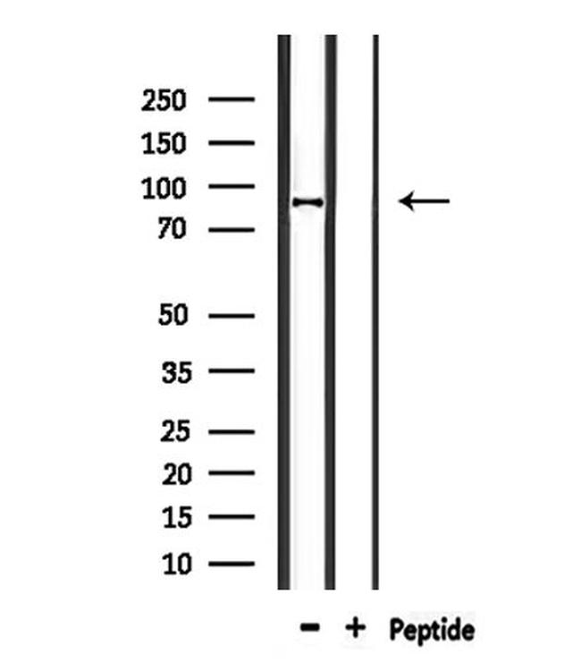 CDH26 Antibody in Western Blot (WB)