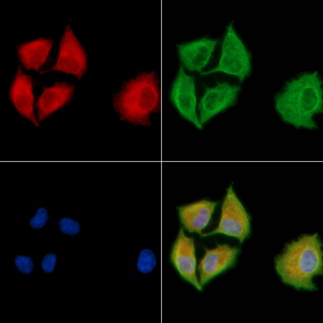 DNAJB5 Antibody in Immunocytochemistry (ICC/IF)