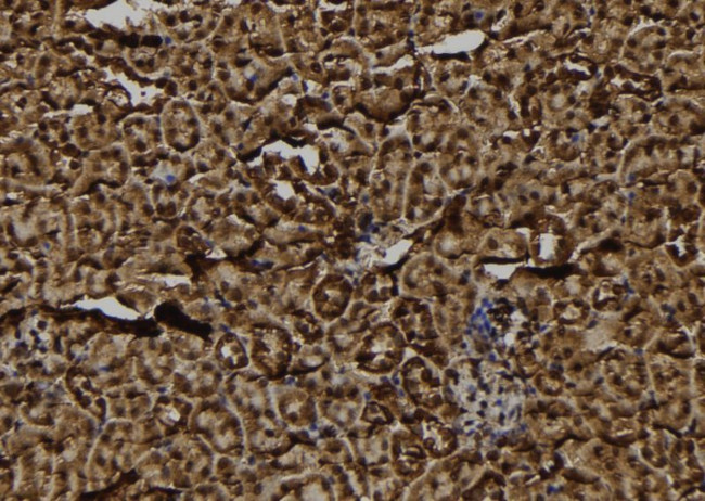 FKSG2 Antibody in Immunohistochemistry (Paraffin) (IHC (P))