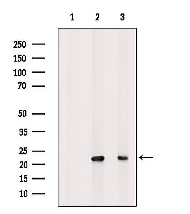 Interferon alpha-21 Antibody in Western Blot (WB)