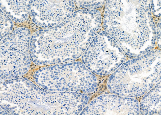 IFRD2 Antibody in Immunohistochemistry (Paraffin) (IHC (P))